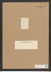 Surirella suecica Grun. (de-Toni-Nr.: Genus 53, Species 2403) Zeichnungen Sammlung Grunow Nr. 4809 (NHMW-BOT-W0372962)